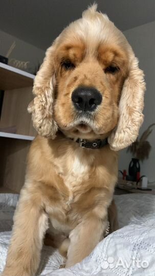 Кокер спаниель вязка