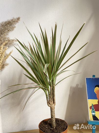 Пальма драцена биколор