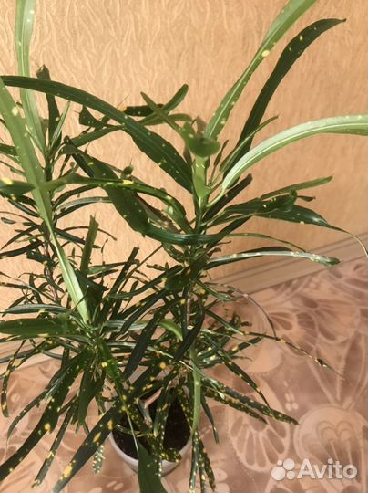 Комнатные цветы кротон