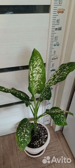 Диффенбахия, спатифиллум