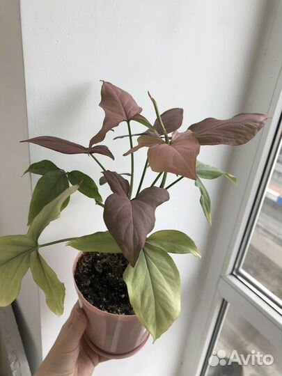 Сингониум regina red