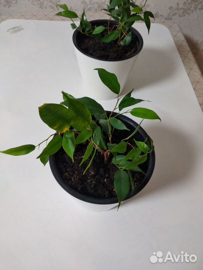Продам фикус бенджамина
