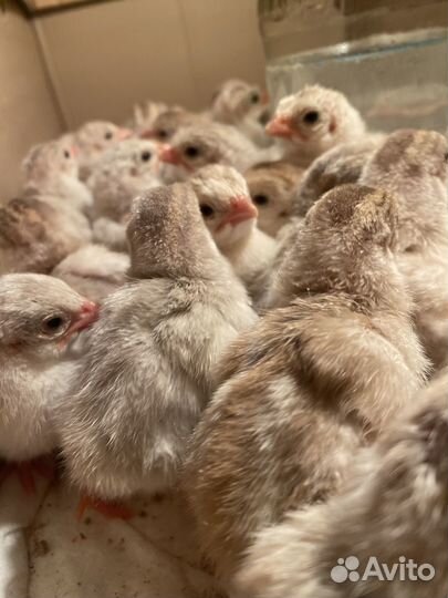 Цесарка цыплята