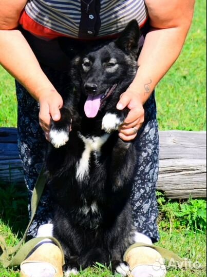 Собака молодая