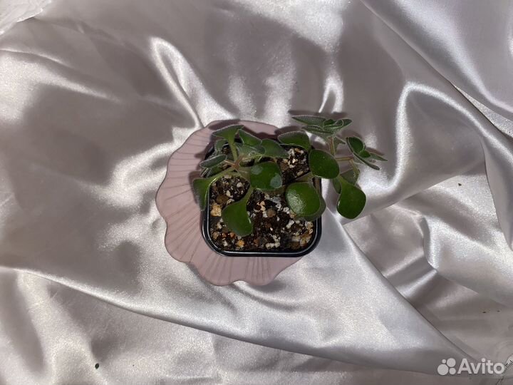 Аихризон дерево любви