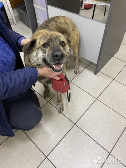 Тиграша ждет маму