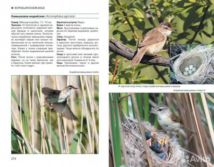 Птицы Москвы и Подмосковья: полный определитель