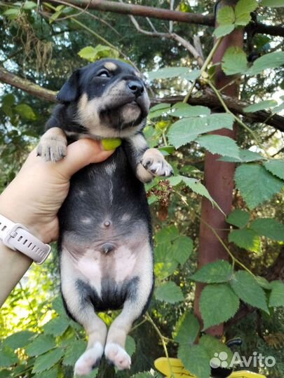 Той-терьер щенок