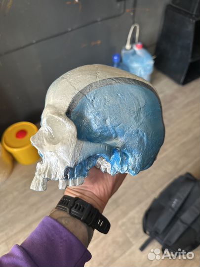 Череп гипсовый
