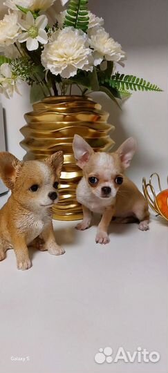 Чихуахуа мини