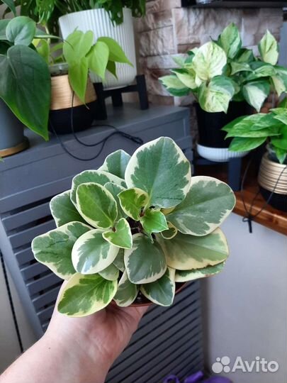 Филодендрон, Пеперомия, Эпипремнум, Плющ, Хойя