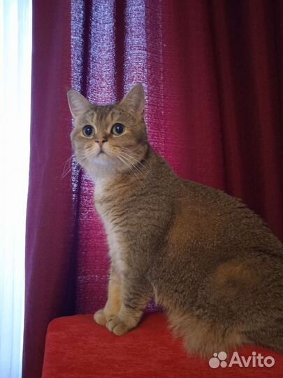 Передержка животных на время отпуска