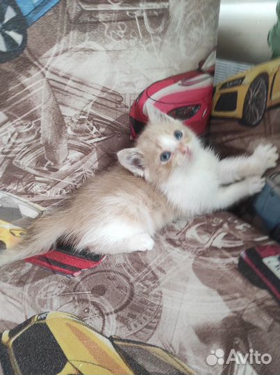 Котёнок