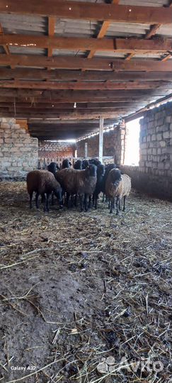 Овцы бараны