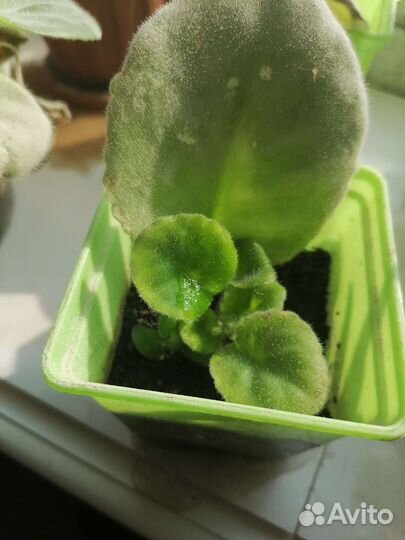 Фиалки белые