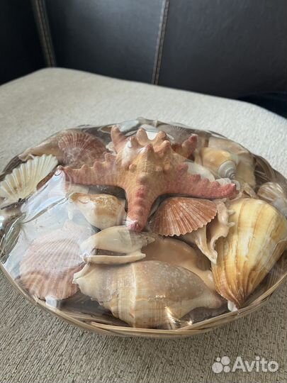 Большой набор настоящих ракушек