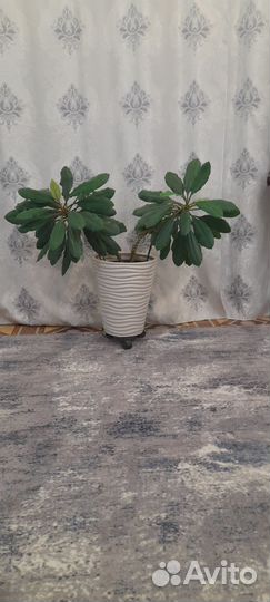 Молочай гребенчатый