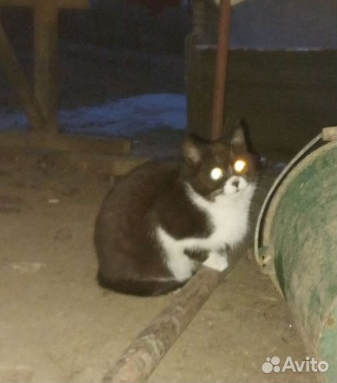Кошка