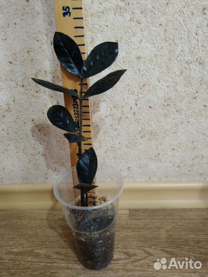 Замиокулькас черный равен