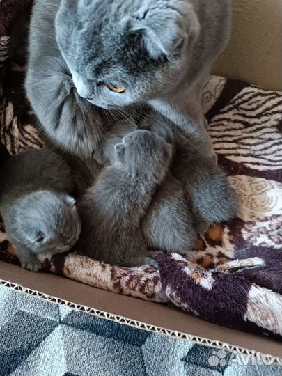 Шотландские котята