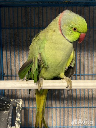 Ожереловый попугай