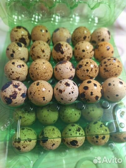 Яйца перепелиные