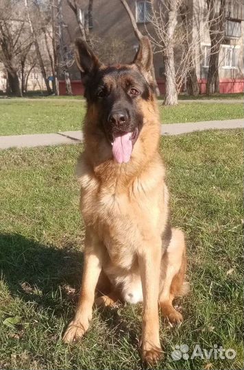 Немецкая овчарка вязка