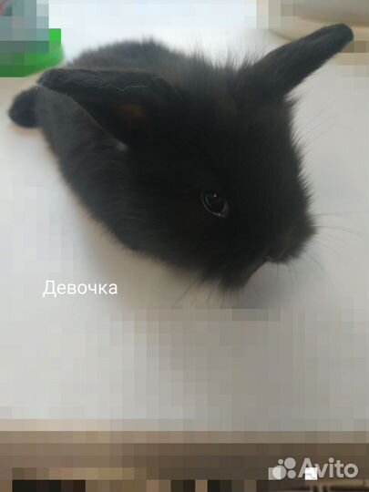 Декоративные кролики