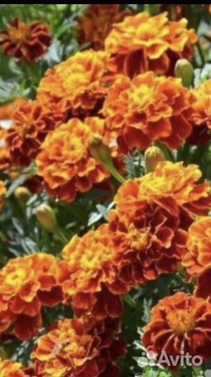 Травы и цветы сушеные,семена цветов