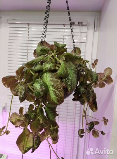 Комнатные растения