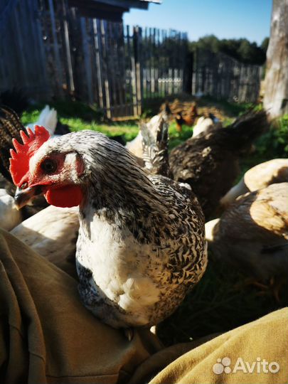 Куры несушки