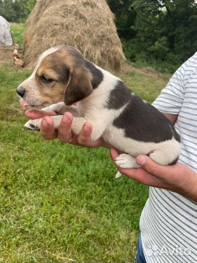 Русская пегая гончая
