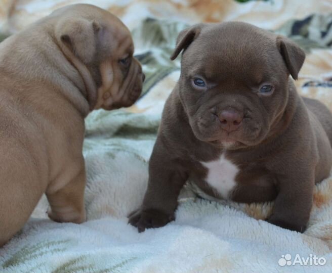Американский булли щенки