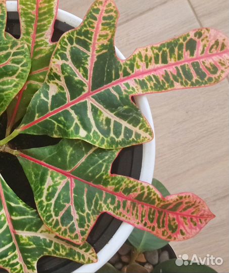 Кротон / Кодиеум Яркий расписной