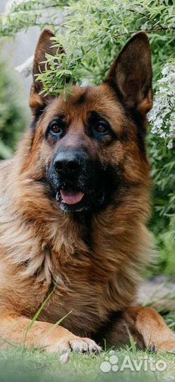 Щенки немецкой овчарки