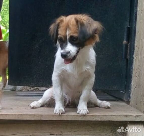 Отдам собак; щенков