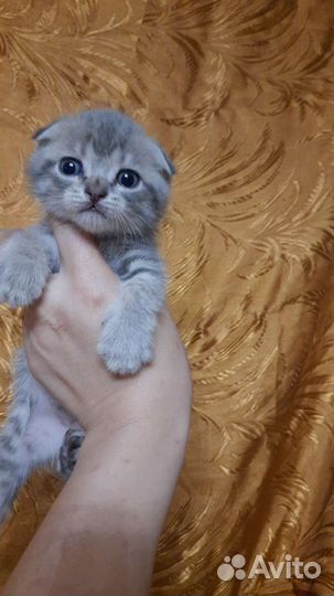 Шотландские вислоухие котята