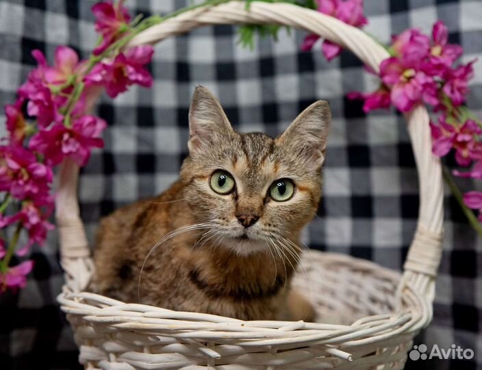 Молодая кошечка в добрые руки