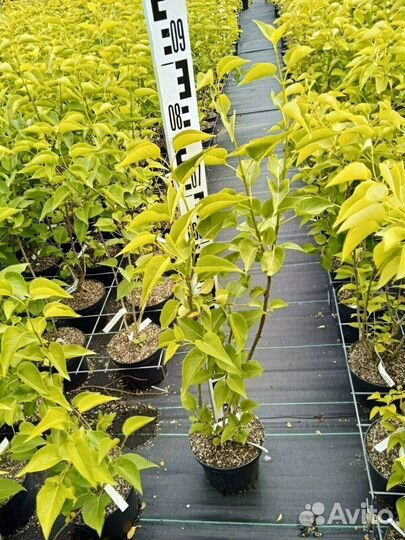 Сирень обыкновенная Татьяна Полякова