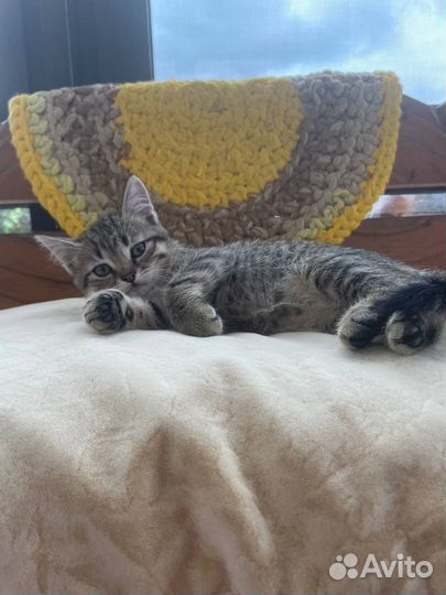 Котята мальчики в дар