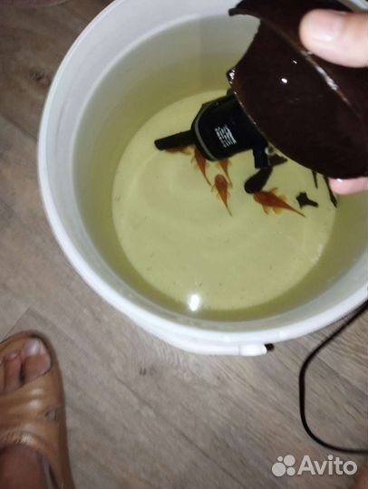 Сомы анцитрусы суперреды