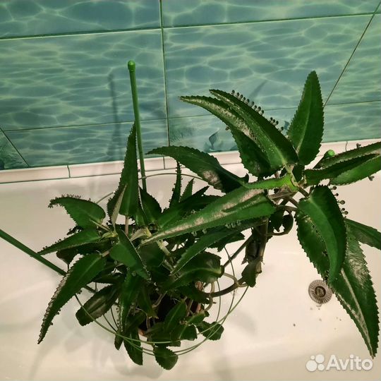 Каланхоэ