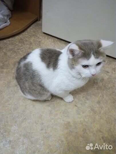 Кот ищет кошечку для вязки