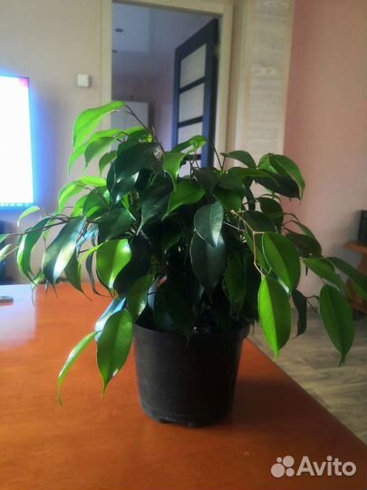 Фикус бенджамина