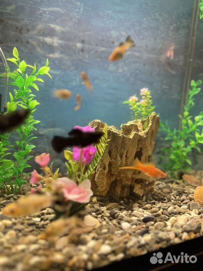 Аквариум с рыбками