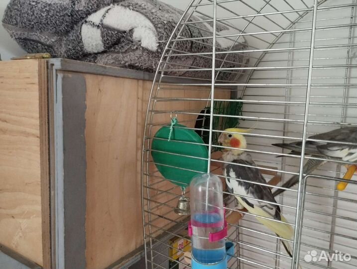 Попугаи корелла, пара, с клеткой