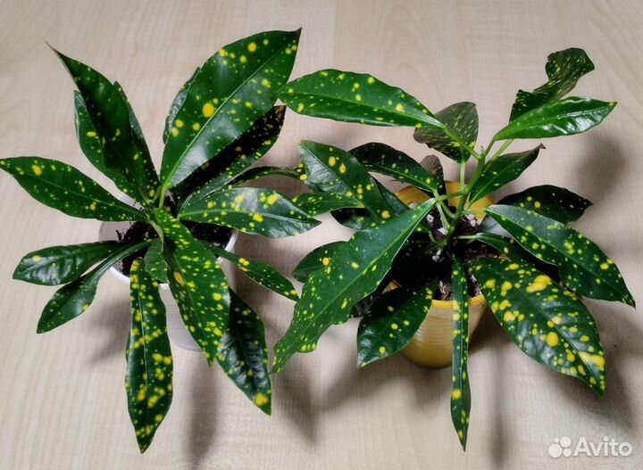 Кротон, кодиеум Экселент. Голд Даст