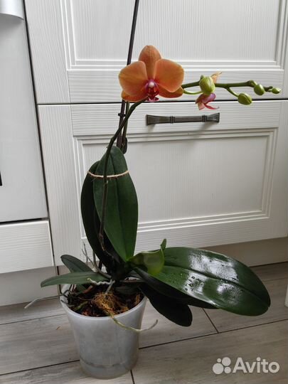 Орхидея фаленопсис Surf Song