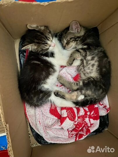 Котята в добрые руки
