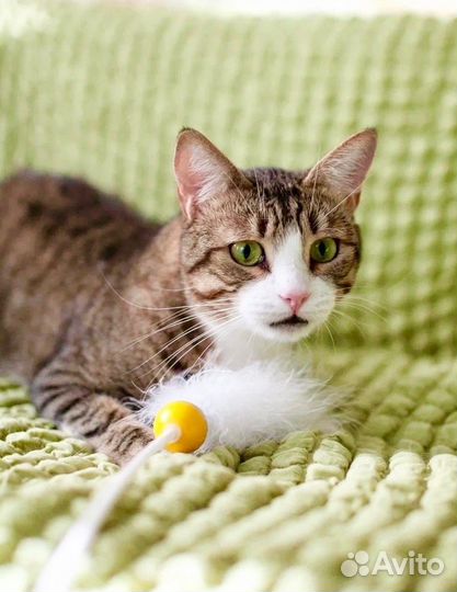 Синбад в ответственные добрые руки